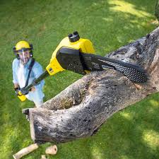 Best Tree Disease Treatment  in Manorhaven, NY