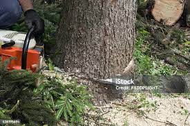 Best Fruit Tree Pruning  in Manorhaven, NY