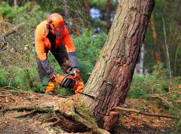 Best Lawn Disease Treatment  in Manorhaven, NY