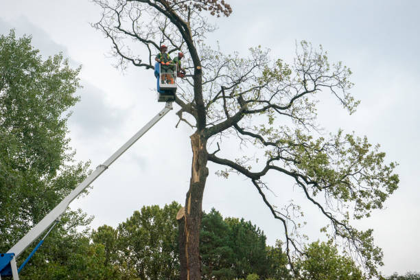  Manorhaven, NY Tree Removal Pros