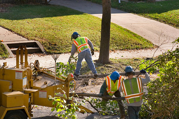 Best Tree Maintenance Programs  in Manorhaven, NY