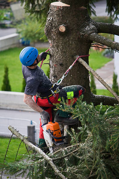 Best Root Management and Removal  in Manorhaven, NY