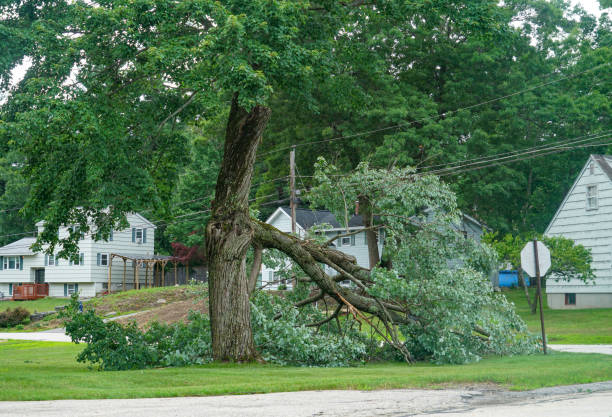 Best Tree and Shrub Care  in Manorhaven, NY