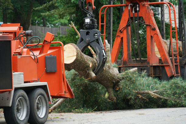 Manorhaven, NY Tree Removal Company