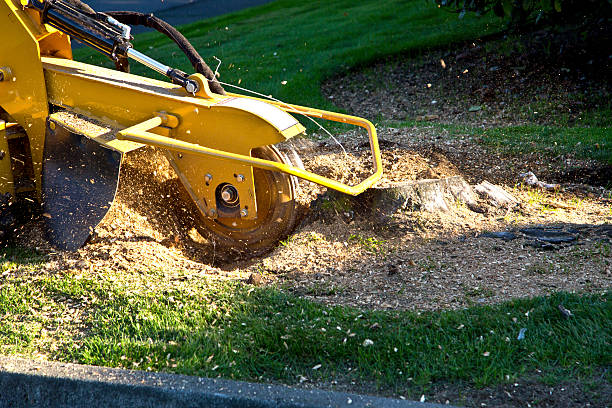 Best Lawn Renovation and Restoration  in Manorhaven, NY