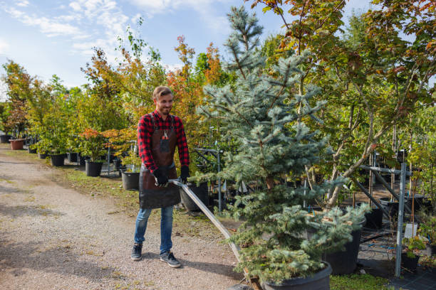How Our Tree Care Process Works  in  Manorhaven, NY