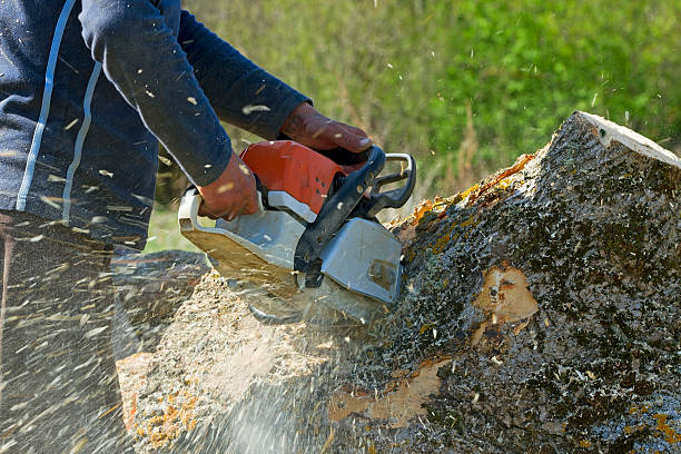 Best Lawn Pest Prevention  in Manorhaven, NY