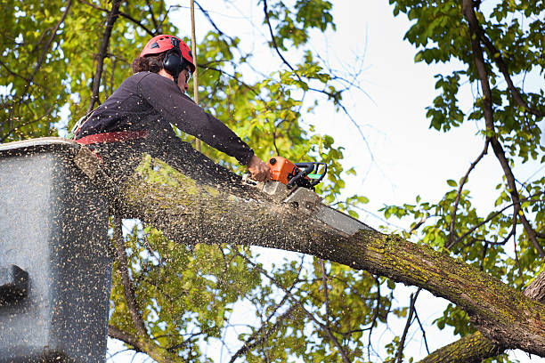 Best Hazardous Tree Removal  in Manorhaven, NY